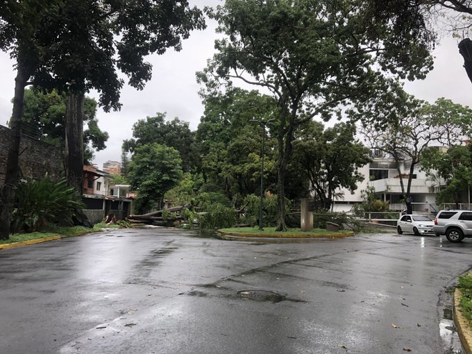 Árbol caído en La Floresta obstaculiza el paso hacia la calle José Félix Sosa #16Jun (Foto)