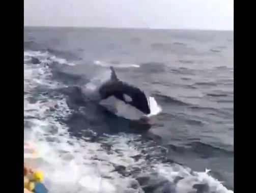 orcas