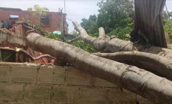 Tres personas heridas al caer árbol sobre una casa en Ocumare