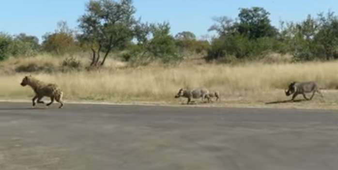 Un jabalí furioso se olvidó del Hakuna Matata y ahuyentó a un par de hienas que lo querían comer (VIDEO)