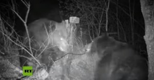 EN VIDEO: Dos osos combaten en la frontera ruso-china y destruyen hasta las cámaras de seguridad