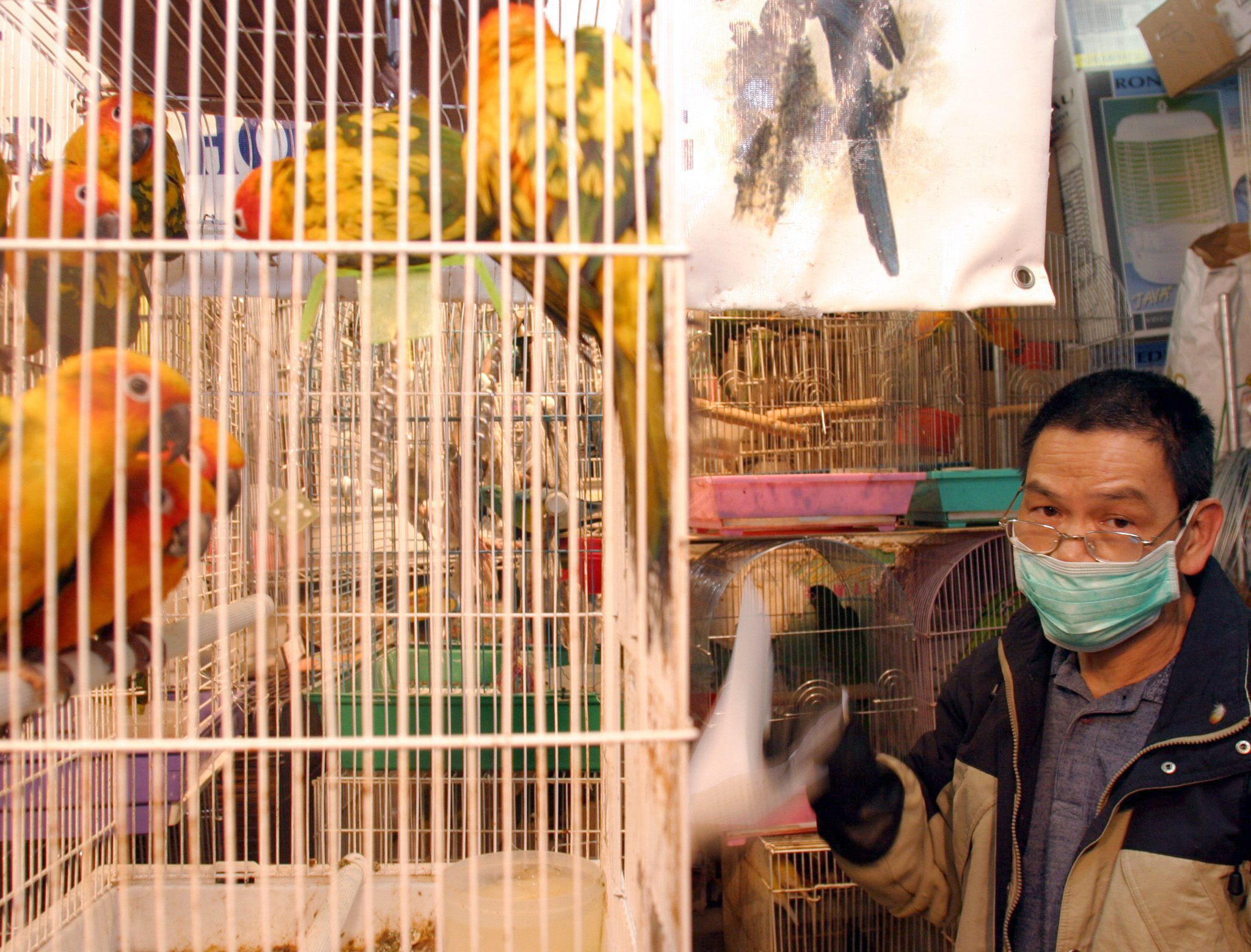 China quiere eliminar el sacrificio de aves vivas en los mercados tras el coronavirus
