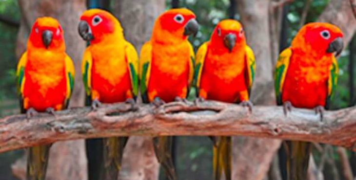 Hombre de Florida se encuentra encerrado en una propiedad con más de 200 aves exóticas