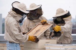 Hospital de El Bronx tiene 250 mil abejas en su techo, tanto así que venderán miel