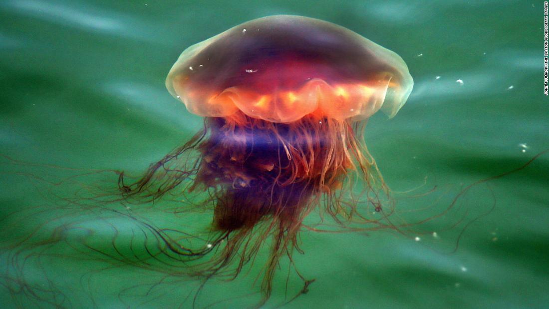 Asombrosas medusas aparecen en playas de Estados Unidos