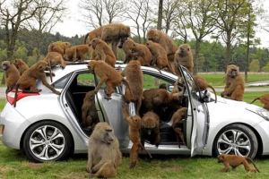 Safari del terror: Alerta por monos armados con cuchillos en un parque inglés (FOTOS)
