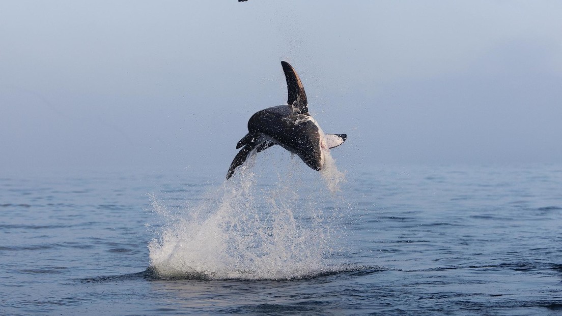 Un tiburón blanco ‘vuela’ sobre el agua en un espectacular salto