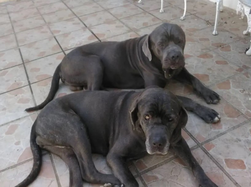 La libertad de Thor: El primer perro preso político del régimen venezolano