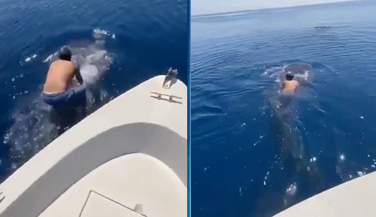 Saltó sobre un tiburón ballena y lo montó como si fuera un jinete (VIDEO)
