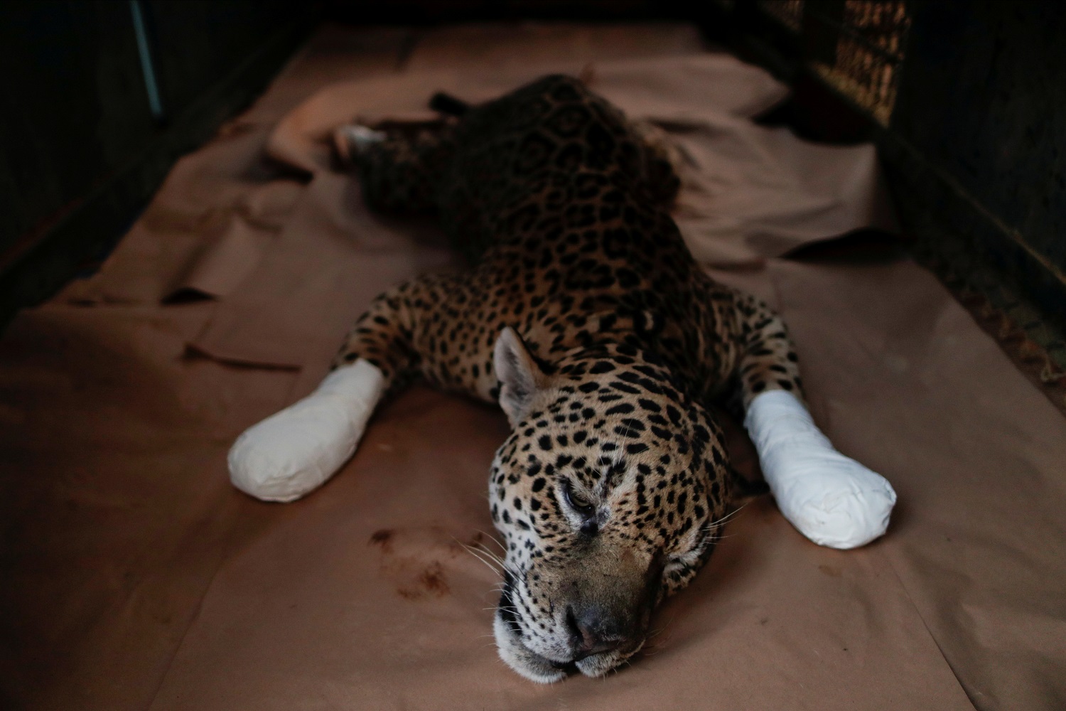 Jaguar con quemaduras, una víctima más de los incendios forestales en el Pantanal de Brasil