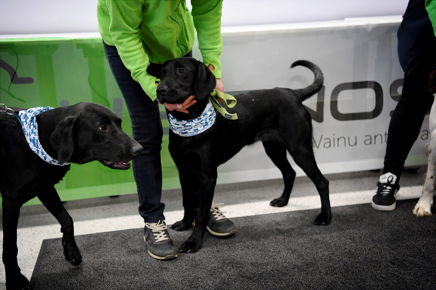 Aeropuerto de Finlandia usa perros para detectar el coronavirus en proyecto piloto