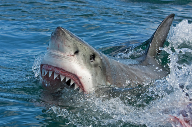Tiburón atacó a un hombre mientras buceaba en los Cayos de Florida