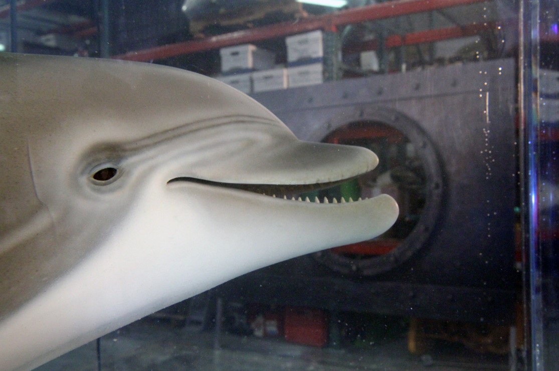 Presentan delfín robot que algún día podría reemplazar animales en cautiverio en parques temáticos