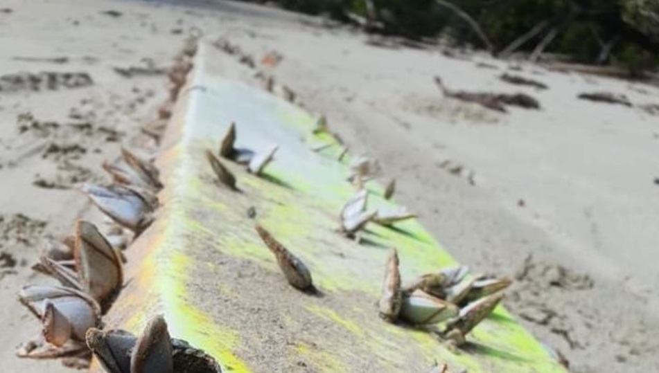 Escombros en una playa australiana reaviva las esperanzas sobre el vuelo MH370 perdido en 2014 (FOTOS)