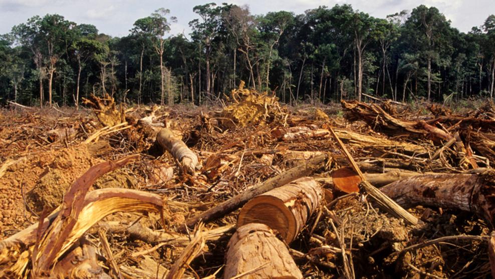 La deforestación de la Amazonia, una epidemia ambiental en silencioso auge