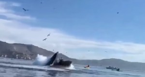EN VIDEO: Capturan el momento en que una ballena jorobada casi devora a dos mujeres en kayak