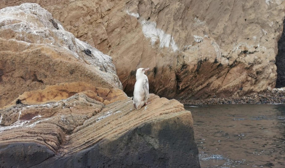 Encuentran un extraño pingüino blanco en las Islas Galápagos (FOTOS)