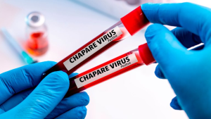 Virus Chapare en ascenso: ¿De qué se trata su naturaleza similar al ébola y al SARS-CoV-2?