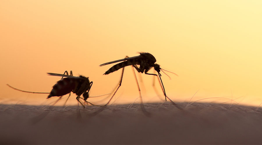 OMS advierte que avances en la lucha contra la malaria están en punto muerto
