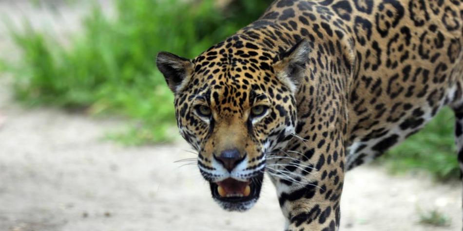 Campesina en Colombia peleó con un palo contra un jaguar agresivo que atacó a sus hermanos