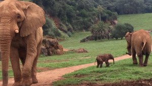 Una elefanta mata a un trabajador de un zoológico en España