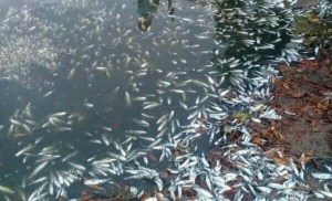 Miles de peces amanecieron muertos en Puerto Píritu #24Feb (FOTOS)