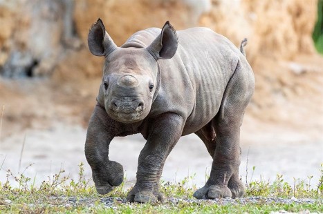 Rinoceronte invadió partido de fútbol en pleno campo y no lo pudieron sacar (VIDEO)