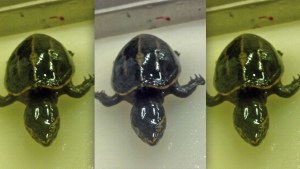 “Algo inesperado”: Biólogos encuentran una tortuga viva en el estómago de un pez