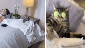 VIRAL: Un gato “adicto al spa” defendió con uñas y dientes sus sesiones de relajación (Video)