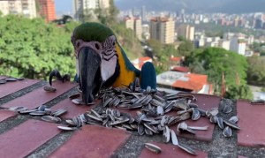 Reinas del cielo caraqueño: ¿Cómo llegaron las guacamayas a la capital de Venezuela? (Video)