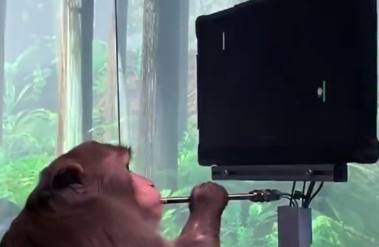 ¿Un mono jugando videojuegos… con la mente? Musk demuestra la tecnología de chip implantado en el cerebro (VIDEO)