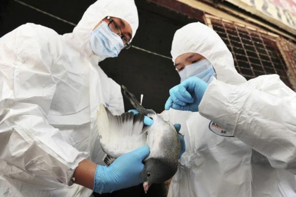 Preocupación por un virus de gripe aviar que ya contagió a siete personas