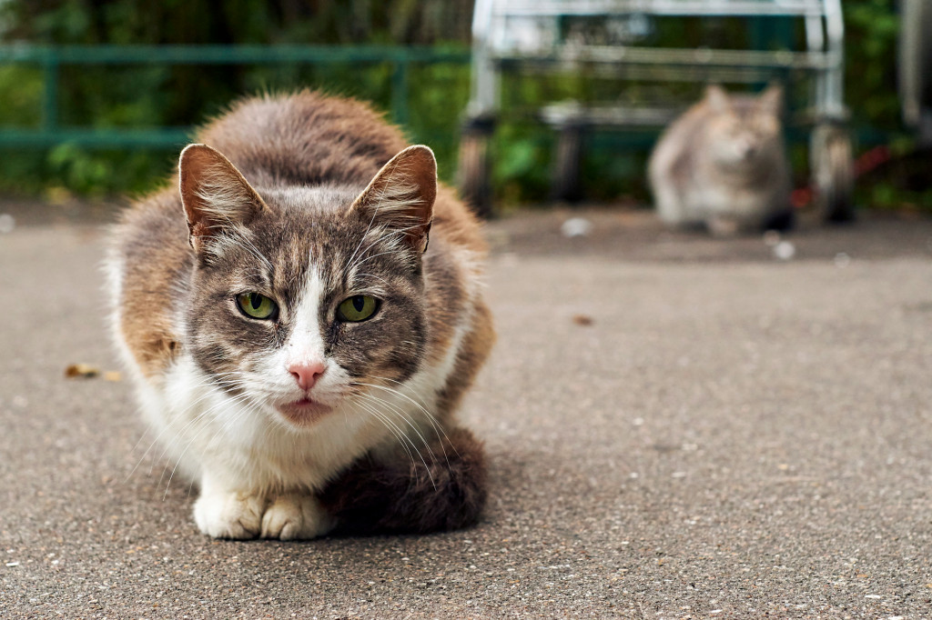 ¿Tu gato con mal humor? Revelan que podría padecer de problemas emocionales