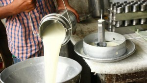 La industria láctea solo procesa el 15% de la leche que se produce en Venezuela