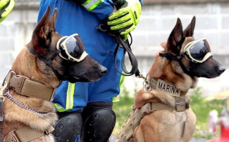 ¡Héroes caninos! Evil y Ecko, los perritos que ayudaron al rescate de personas tras el colapso del Metro en México