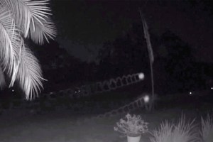 Cámara de seguridad en Florida captó misteriosos orbes de luz voladores (Video)
