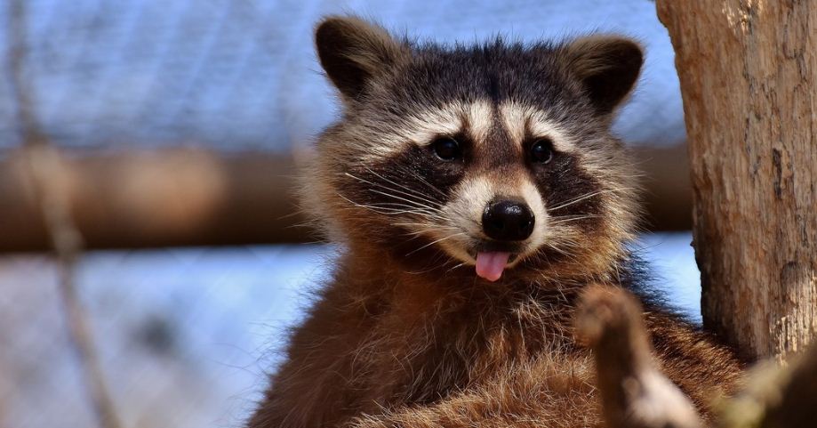 ¡Fiesta ilegal! Pandilla de mapaches invadió la vivienda de una estudiante en Florida (Imágenes)