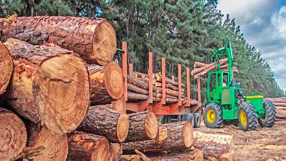 Industria forestal en caída: Plantación de pino en Venezuela pasó de 40 mil hectáreas a 2 mil