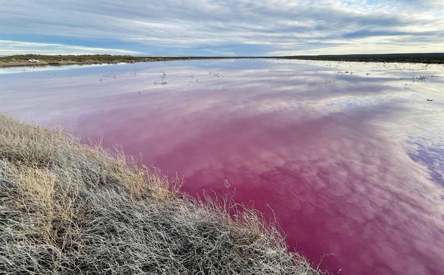 Residuos tóxicos tiñeron de rosa lagunas en la Patagonia argentina (Fotos)