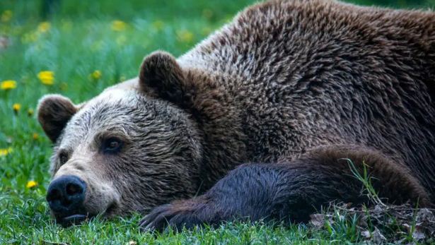 EN VIDEO: Balu, el oso que sabe disfrutar de los verdaderos placeres de la vida