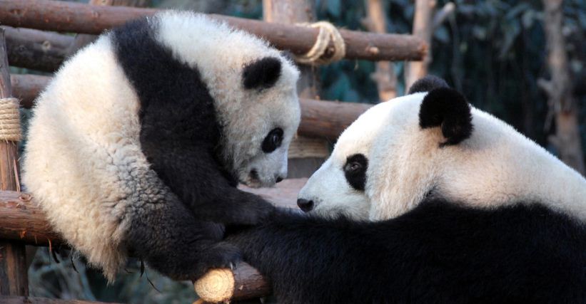 China elimina al oso panda de la lista de especies en peligro de extinción