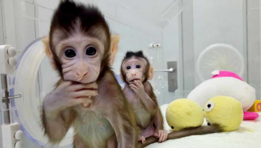 Virus del mono B: Qué se sabe de esta peligrosa enfermedad que ya causó una muerte en China