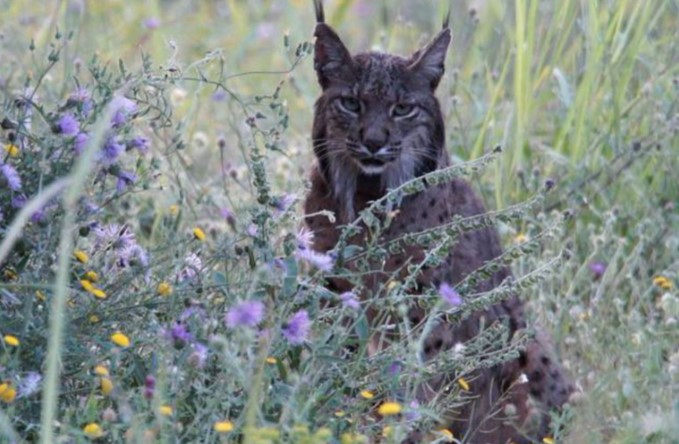 Tras un siglo de su desaparición, el lince ibérico volvió a husmear en Cataluña y Aragón