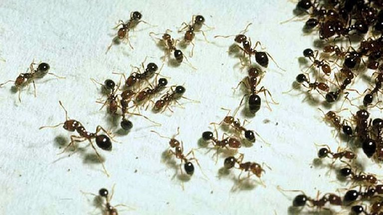 Revelaron que la colonia de hormigas MÁS GRANDE del mundo vive en Latinoamérica