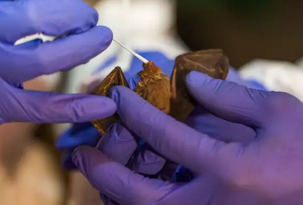 Científicos descubren un virus muy similar al del Covid-19 en murciélagos de Laos