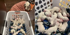 ¡Impresionante! Perra dálmata dio a luz a una enorme camada de 16 cachorros en Texas