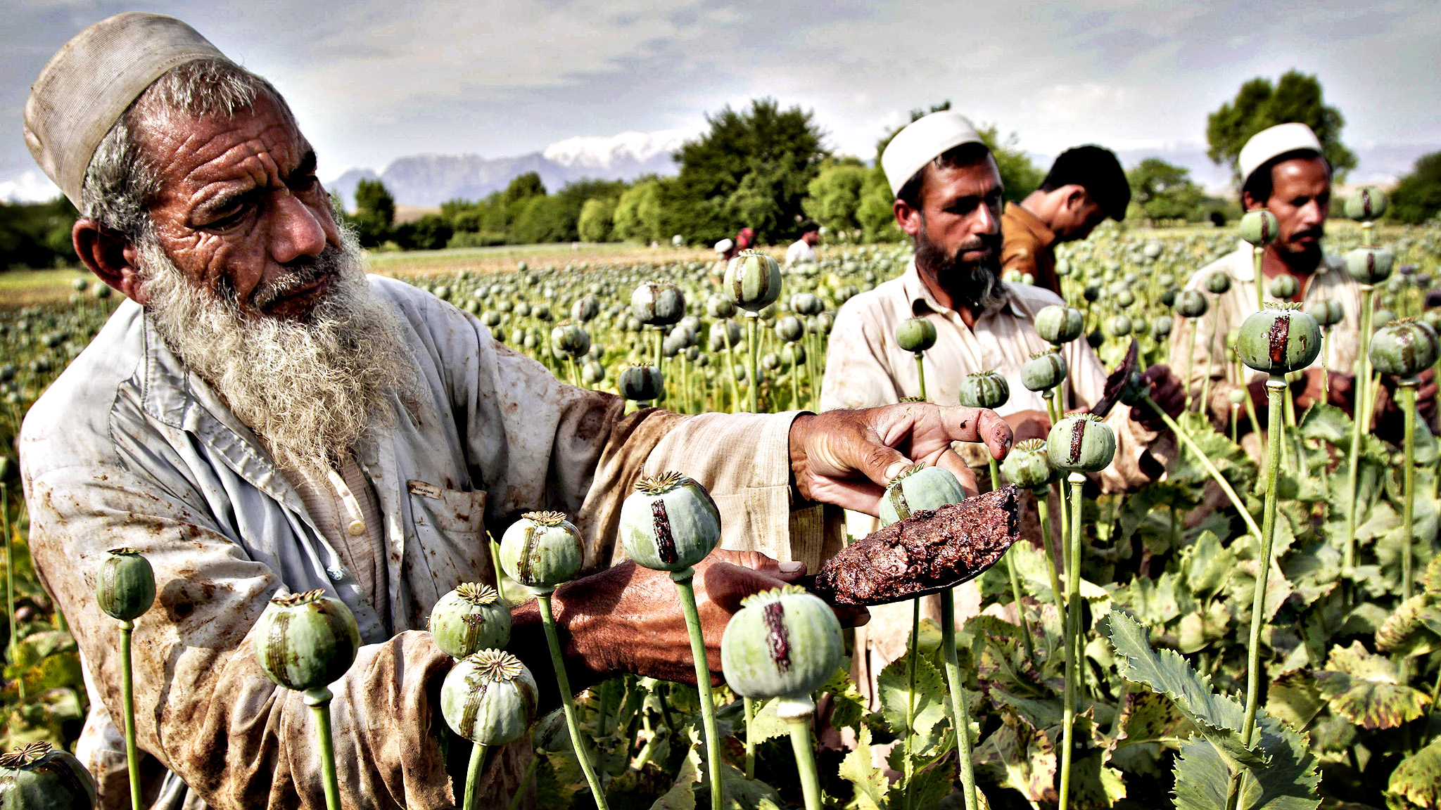 Drogas y talibanes: El problema de la heroína en Afganistán