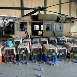 Regulación de los CDC impidió evacuar a decenas de perros del aeropuerto de Afganistán