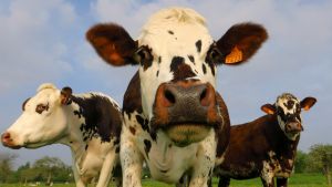 Prohibida la importación de carne brasileñas por casos de vacas locas en Rusia