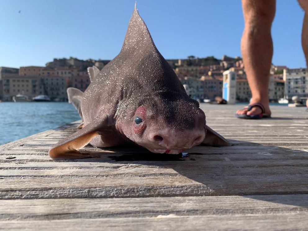 Cuerpo de tiburón y cabeza de cerdo: El extraño pez hallado en una isla de Italia que fue confundido con un monstruo marino (FOTOS)
